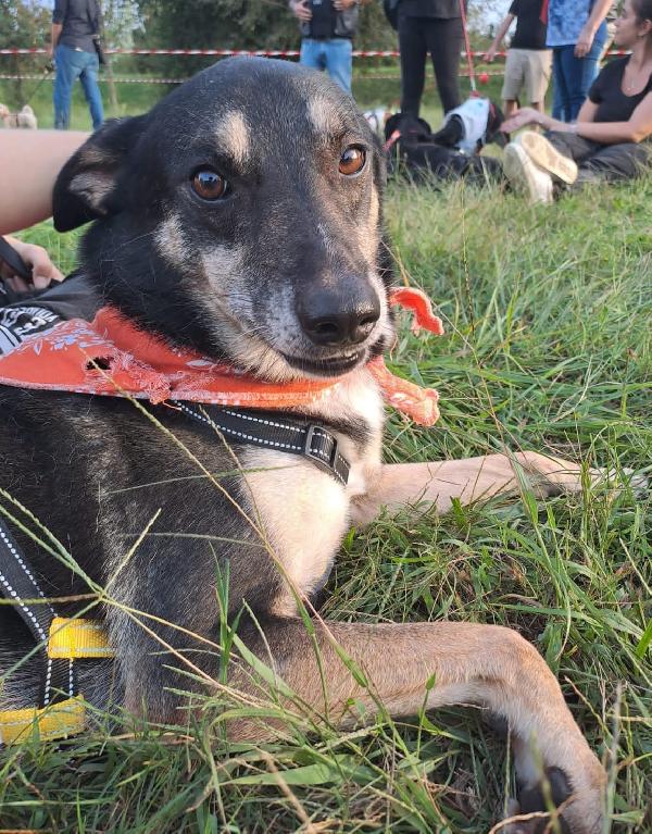 Bolt idoneo a tutti, taglia media contenuta Foto 8